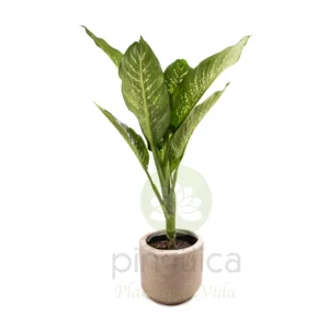 AMOENA (Dieffenbachia)