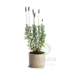 Lavanda