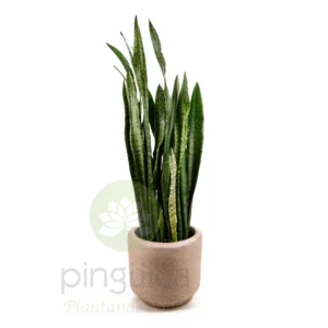 Sansevieria (Lengua de Suegra)