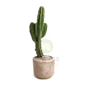 Cactus Charro