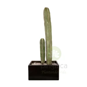 Cactus Órgano (doble)