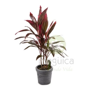 Drácena Muñeca