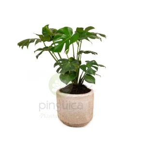 Monstera / Piñanona