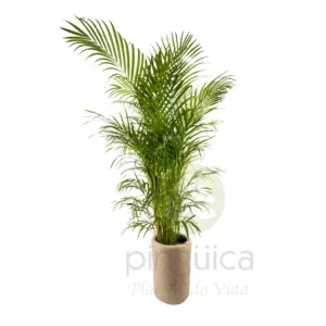 Palma Areca