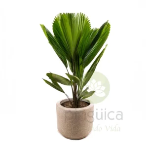 Palma Licuala